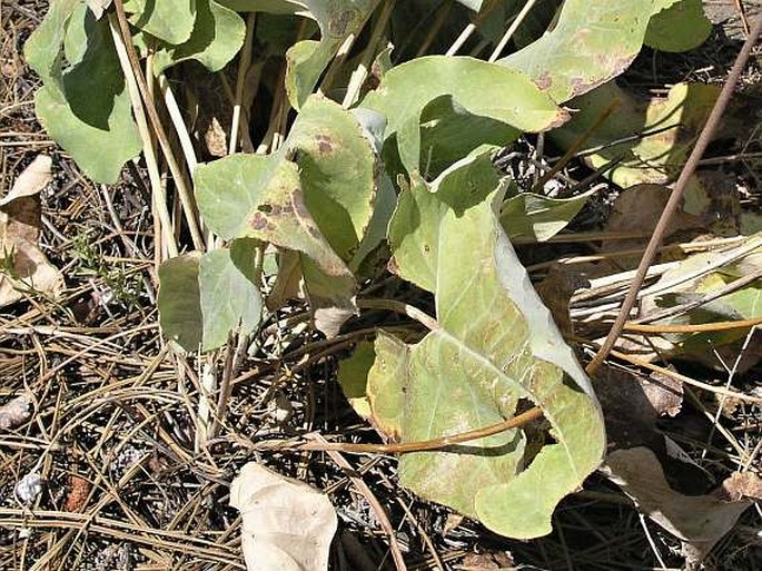 Balsamorhiza sagittata