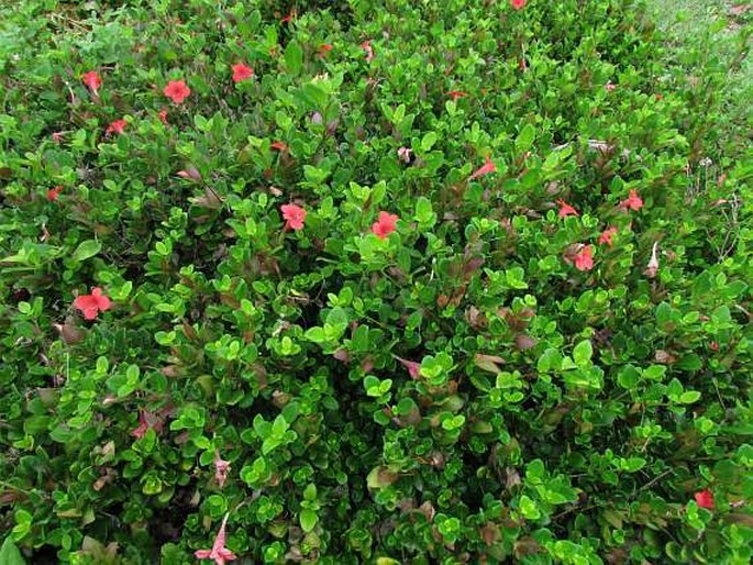 Barleria repens