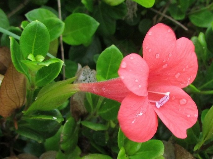 Barleria repens