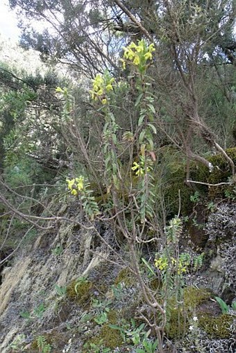 Bartsia decurva