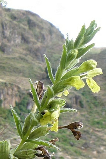 Bartsia decurva