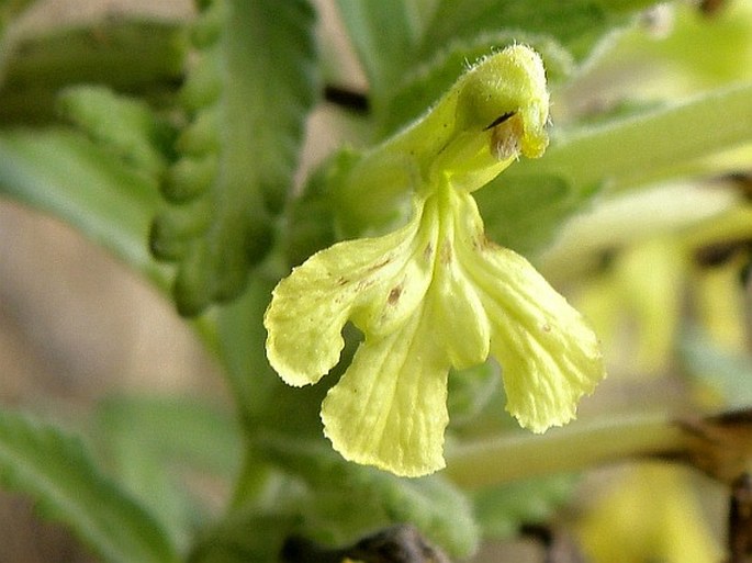 BARTSIA DECURVA Hochst. ex Benth. – lepnice / bartsia