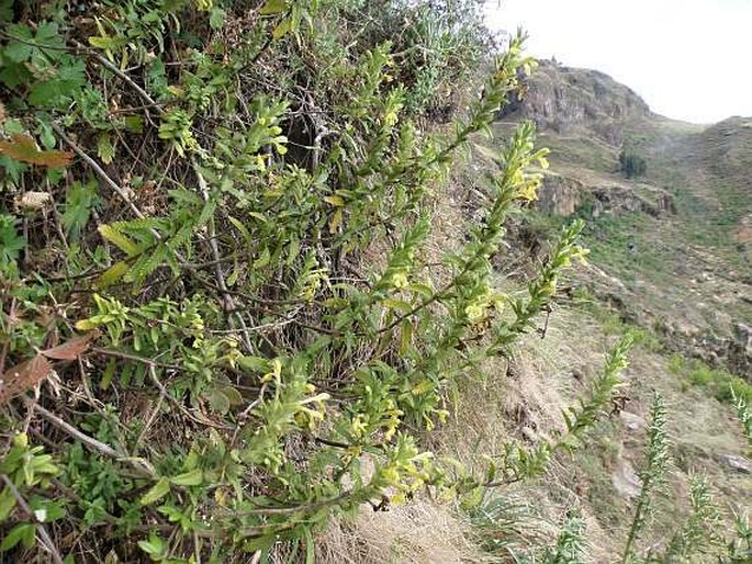 Bartsia decurva