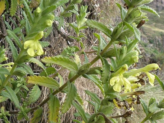 Bartsia decurva