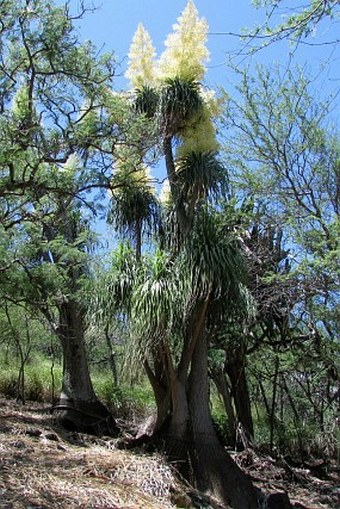 Beaucarnea recurvata