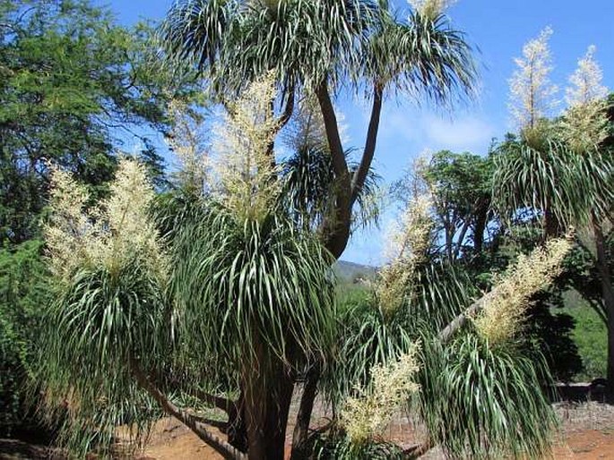 Beaucarnea recurvata