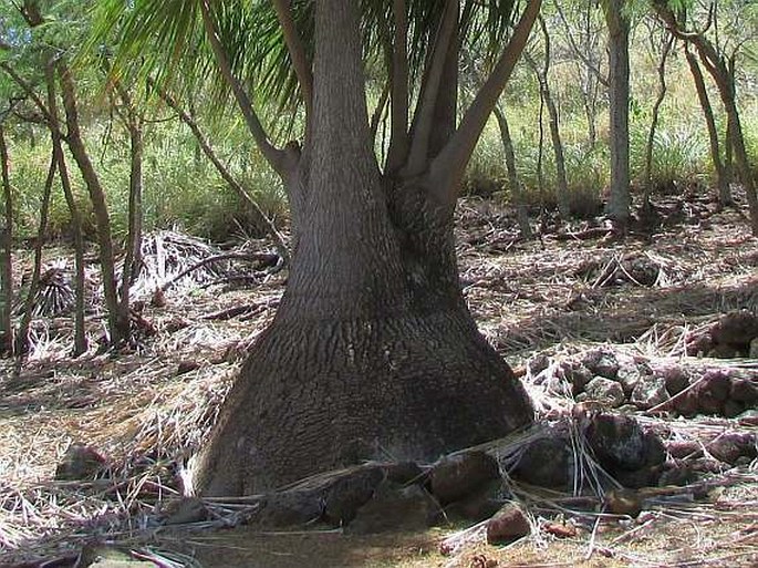 Beaucarnea recurvata