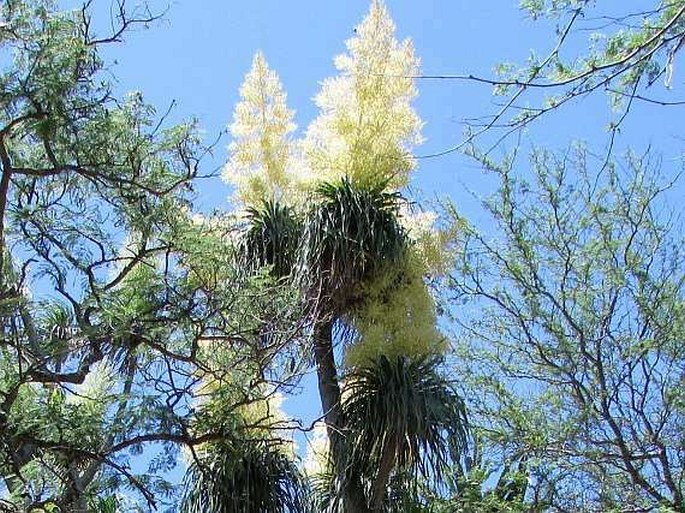 Beaucarnea recurvata