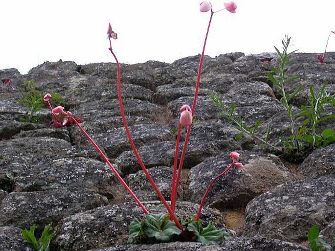 Begonia veitchii