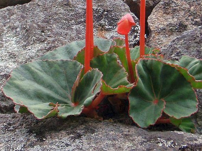 Begonia veitchii