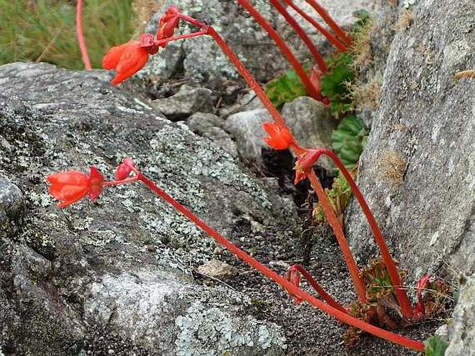 Begonia veitchii