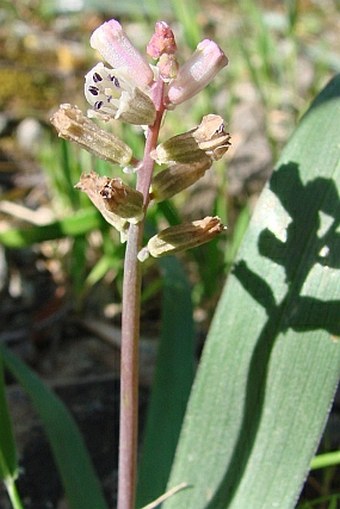 Bellevalia nivalis