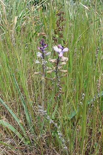 Bellevalia trifoliata