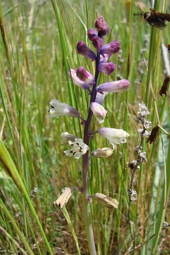 Bellevalia trifoliata