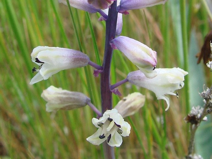 BELLEVALIA TRIFOLIATA (Ten.) Kunth