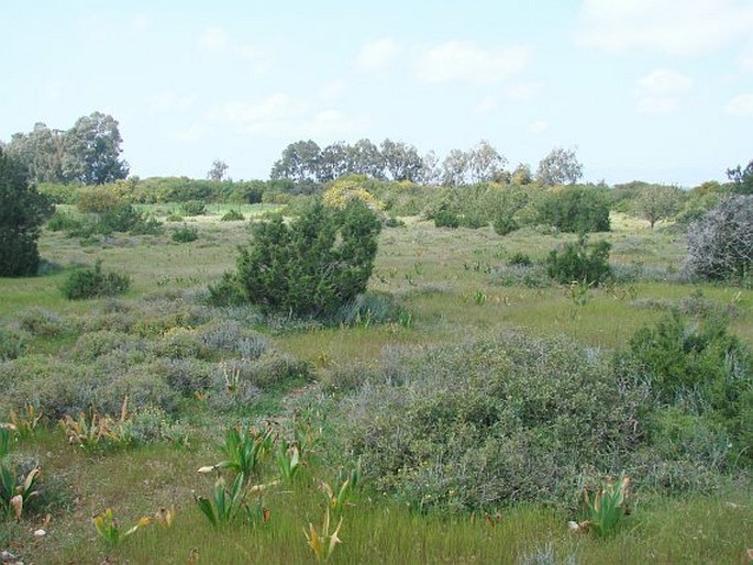 Bellevalia trifoliata