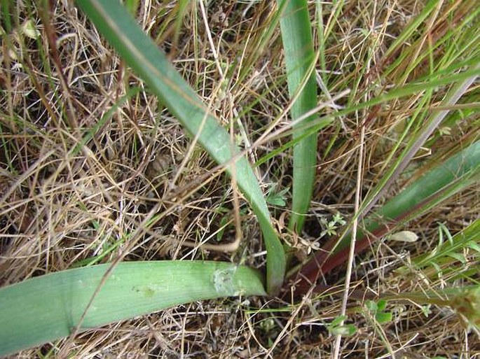 Bellevalia trifoliata