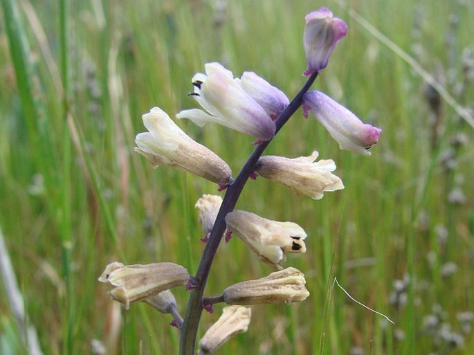 Bellevalia trifoliata