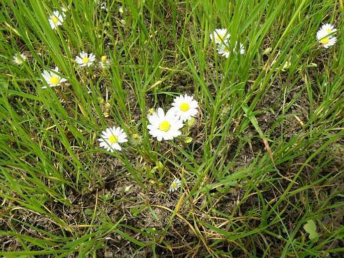 Bellis annua