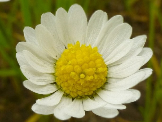 Bellis annua