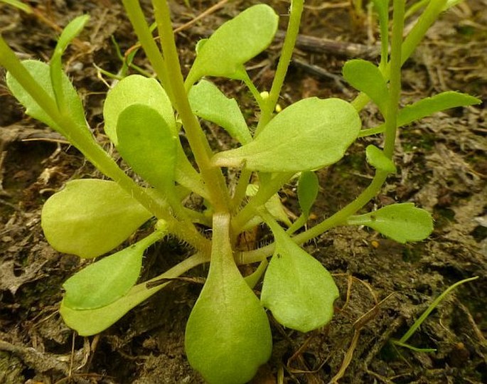 Bellis annua