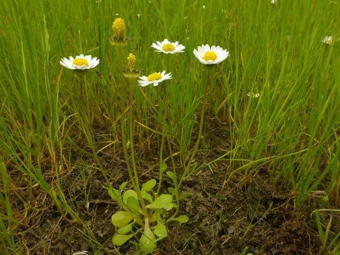 Bellis annua