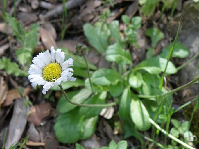 Bellis sylvestris