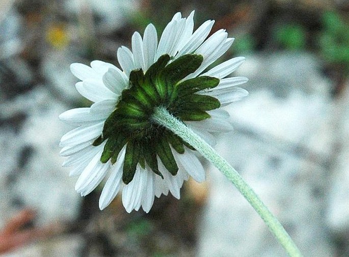 Bellis sylvestris