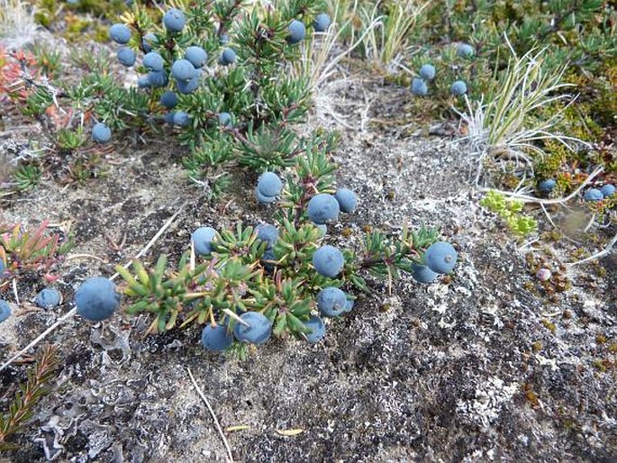 Berberis empetrifolia