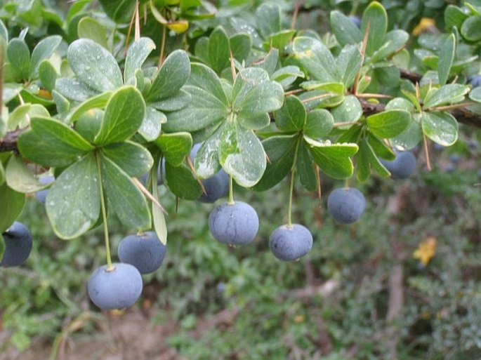 Berberis microphylla