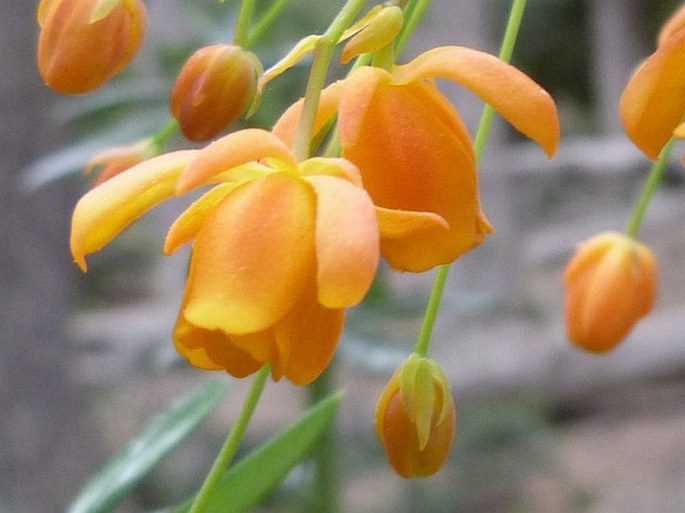 Berberis trigona