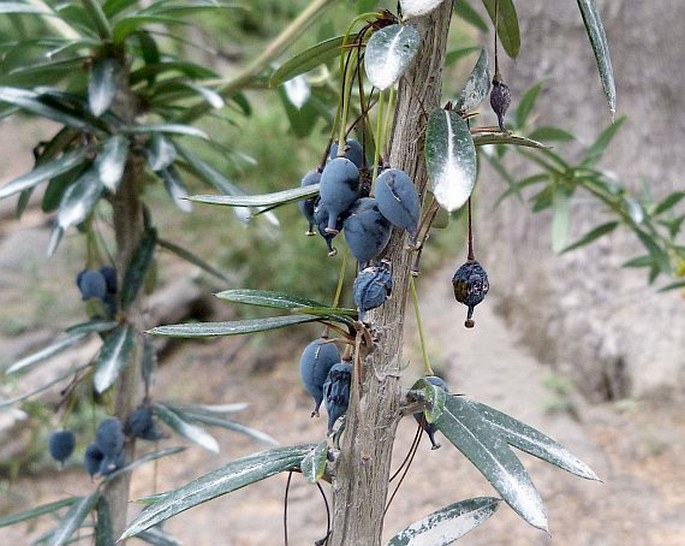 Berberis trigona