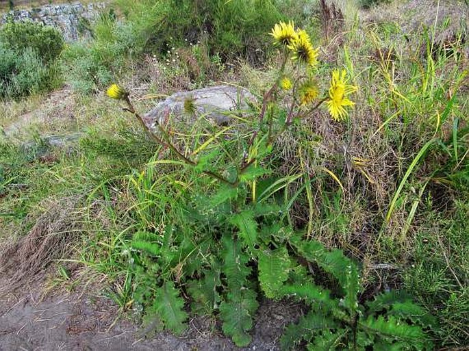 Berkheya robusta