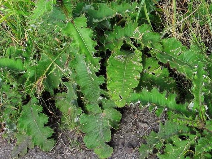 Berkheya robusta