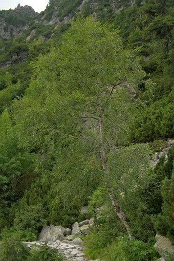 Betula carpatica