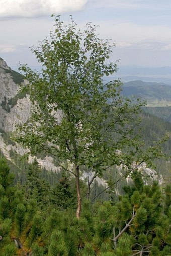 Betula carpatica