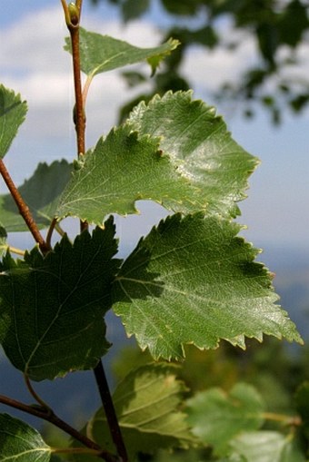 Betula carpatica