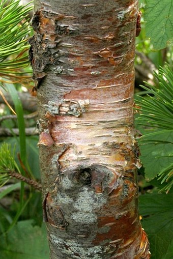 Betula carpatica