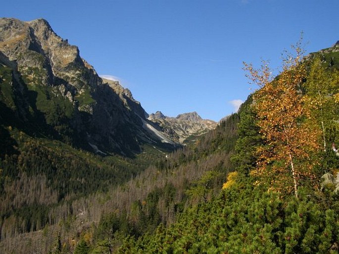 Betula carpatica