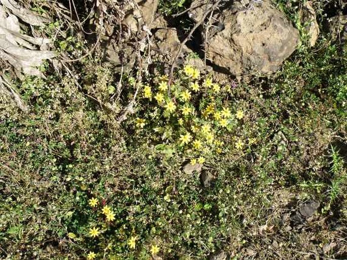 Bidens pachyloma