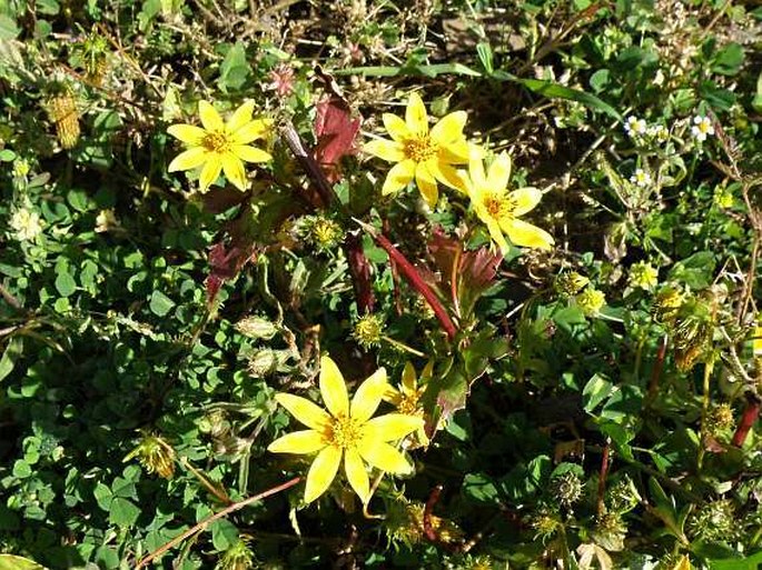 Bidens pachyloma