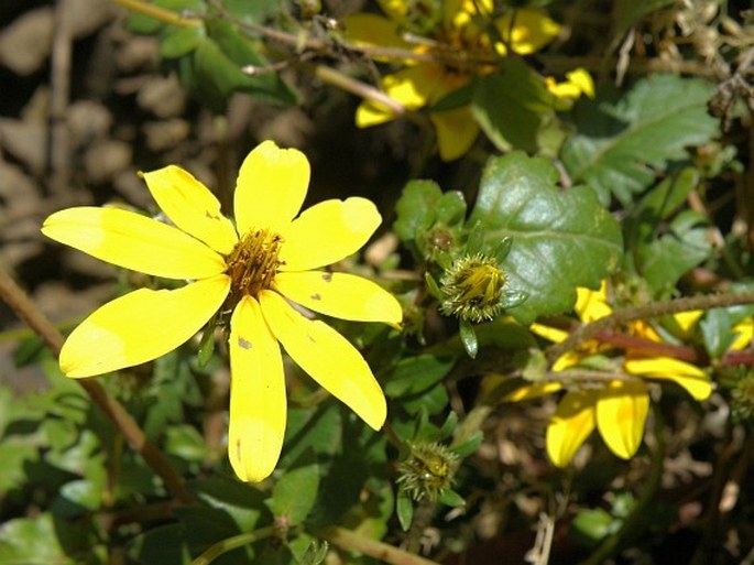 Bidens pachyloma