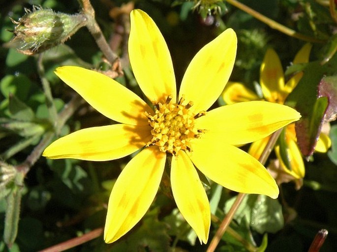 Bidens pachyloma