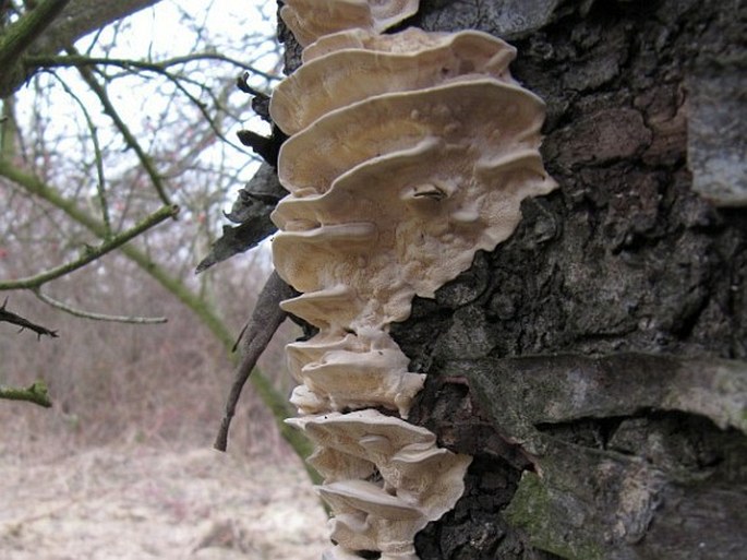 Bjerkandera fumosa