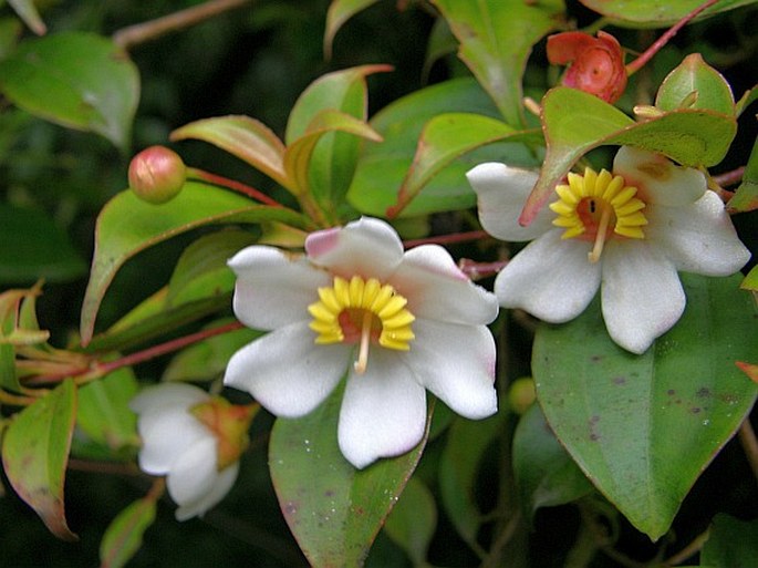 Blakea grandiflora