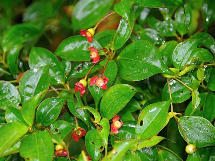 Blakea grandiflora