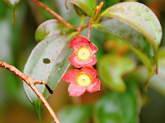 Blakea grandiflora