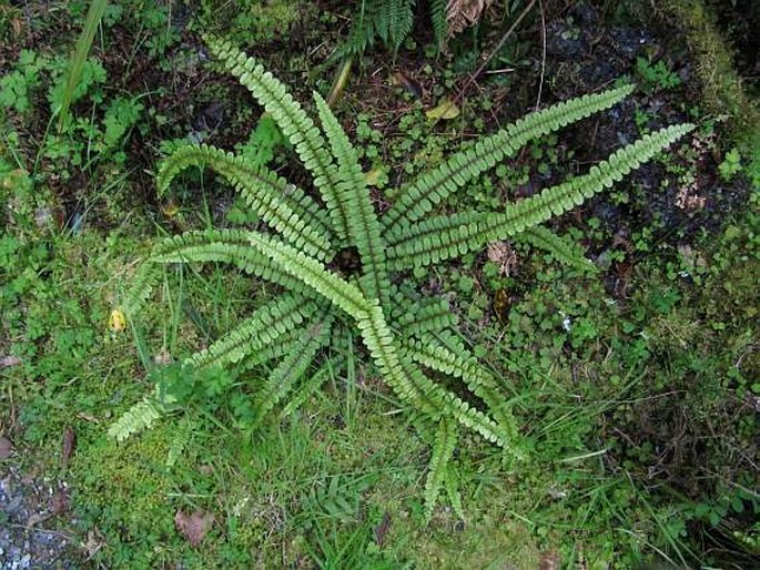 Blechnum fluviatile