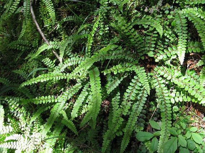 Blechnum fluviatile