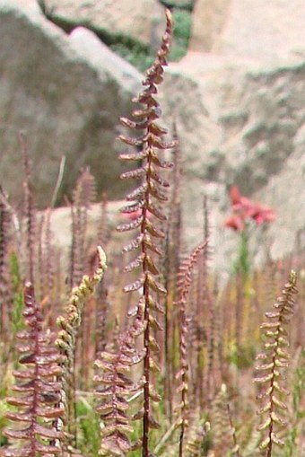 Blechnum penna-marina